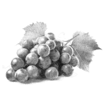 Asset Wines Grape Graphic